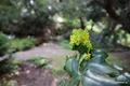 Parcul dendrologic Simeria  Foto Daniel Guță ADEVĂRUL (63) JPG