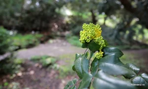 Parcul dendrologic Simeria  Foto Daniel Guță ADEVĂRUL (63) JPG
