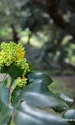 Parcul dendrologic Simeria  Foto Daniel Guță ADEVĂRUL (63) JPG
