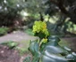 Parcul dendrologic Simeria  Foto Daniel Guță ADEVĂRUL (63) JPG