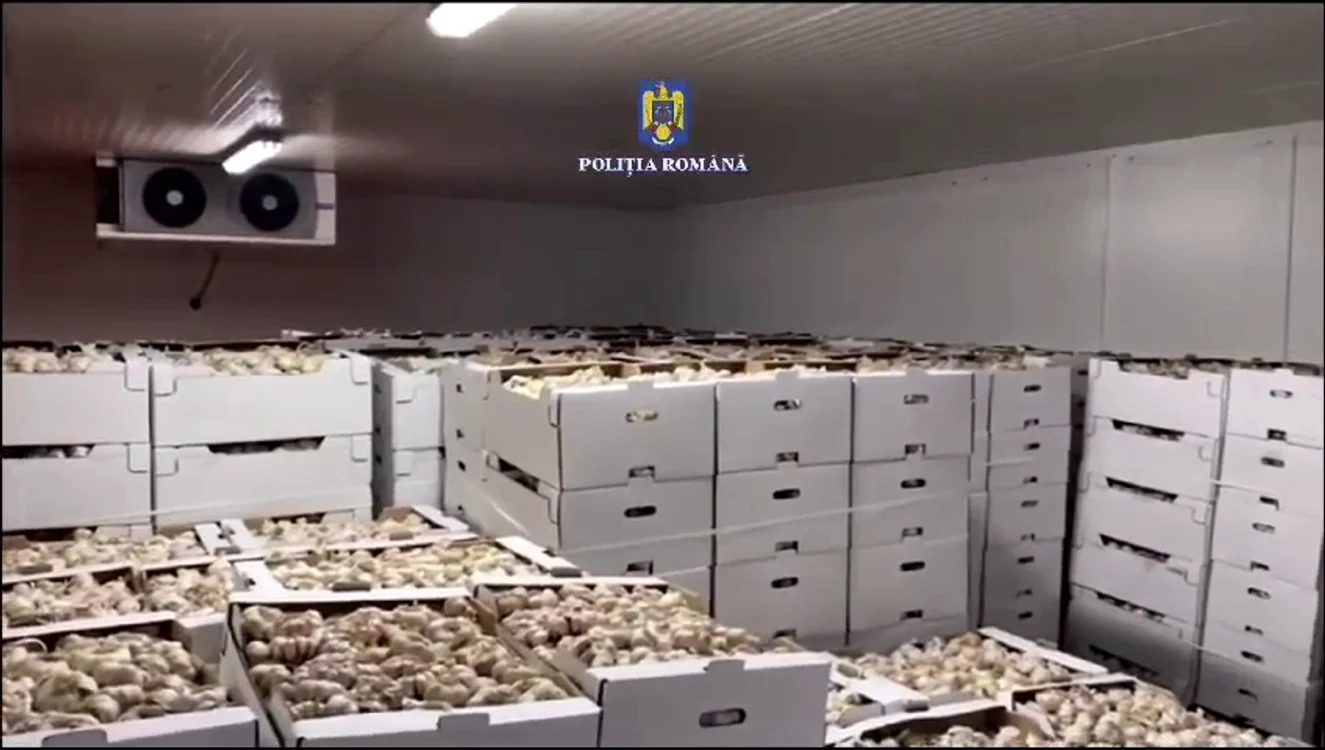 Usturoiul obținut prin fraude SURSA Poliția Română