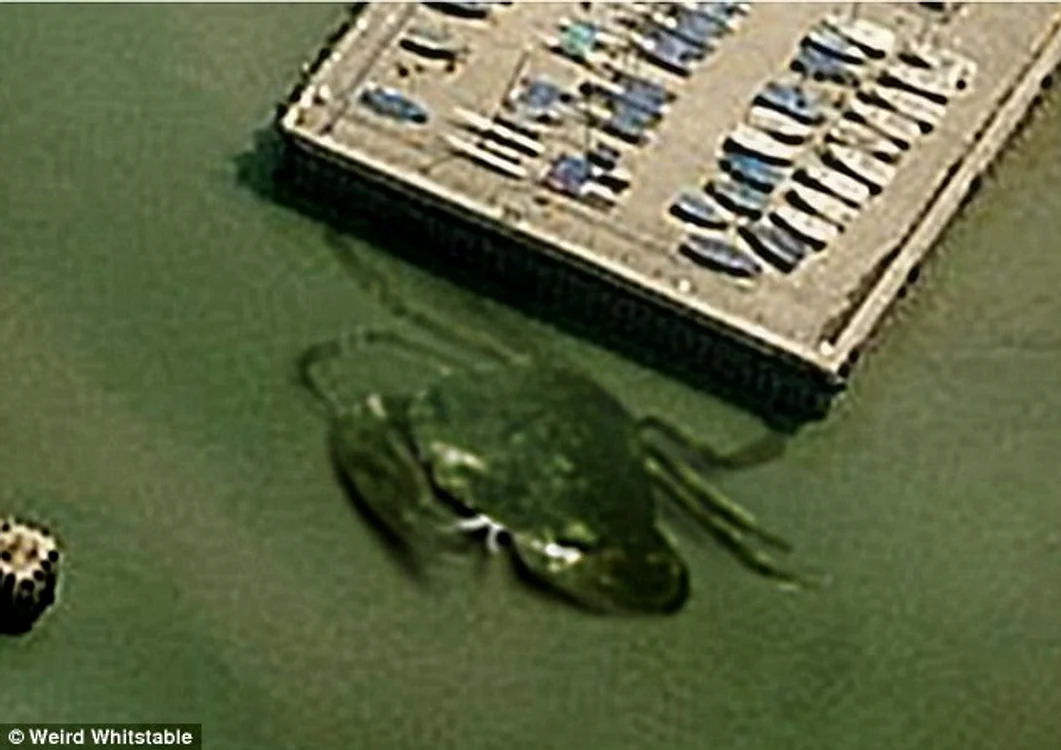 Imaginea arată un crab uriaş, de cel puţin 12 metri lungime