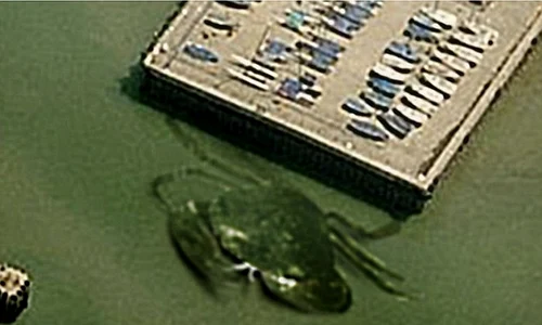 Imaginea arată un crab uriaş, de cel puţin 12 metri lungime jpeg