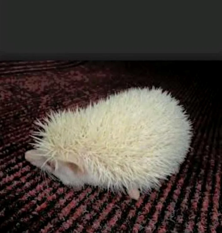 Deşi nu sunt animal de companie tocmai obişnuit, arici sunt căutaţi, de câţiva ani, şi de către români