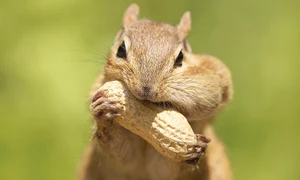 24 pegfsdfdlob 1 jpeg