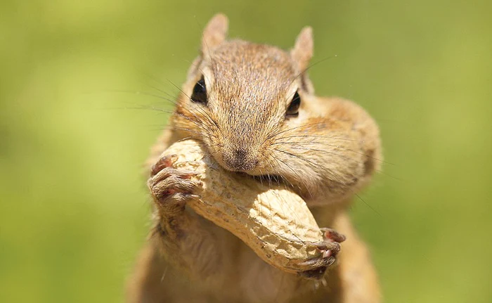 
    "Nu pot vorbi cu gura  plină!"  