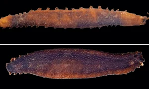Velvet worm jpg