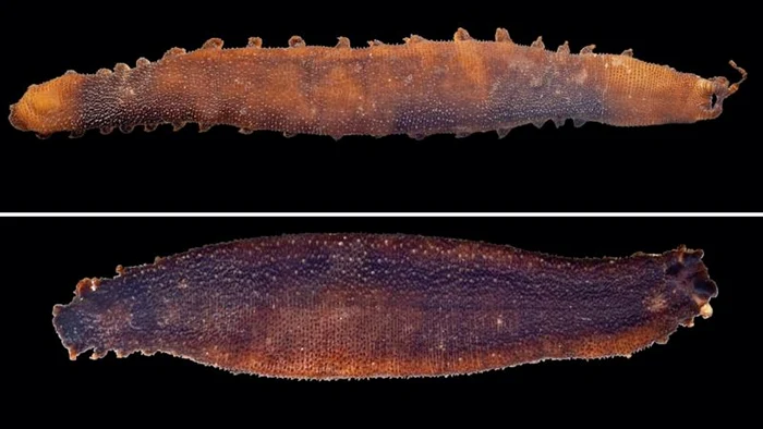 Viermii de catifea aparțin unui grup animal remarcabil / foto: researchmatters.in