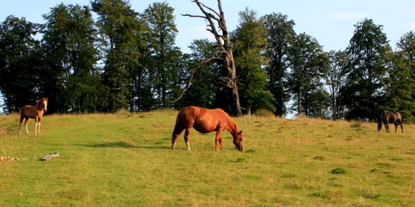 poiana omului muntii orastiei foto daniel guta