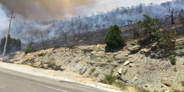 Rusia se confruntă cu incendii de vegetație FOTO Mayor Andrei Kravchenko/Telegram