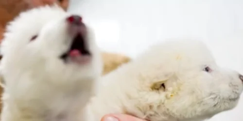 Canis dirus foto x png