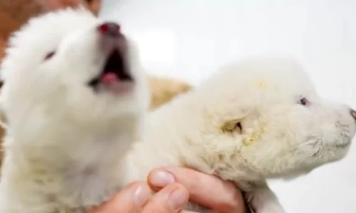 Canis dirus foto x png