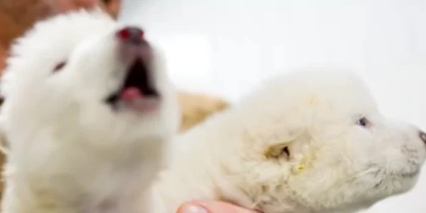 Canis dirus foto x png