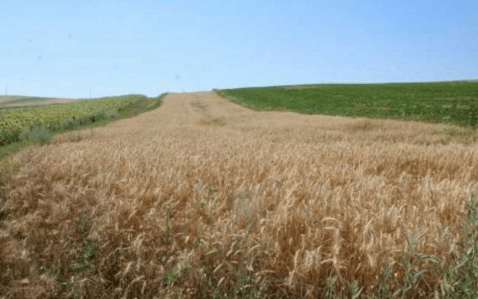 „Bărăganul Moldovei” renaște din propria cenușă. Performanțe agricole deosebite în nord-estul țării