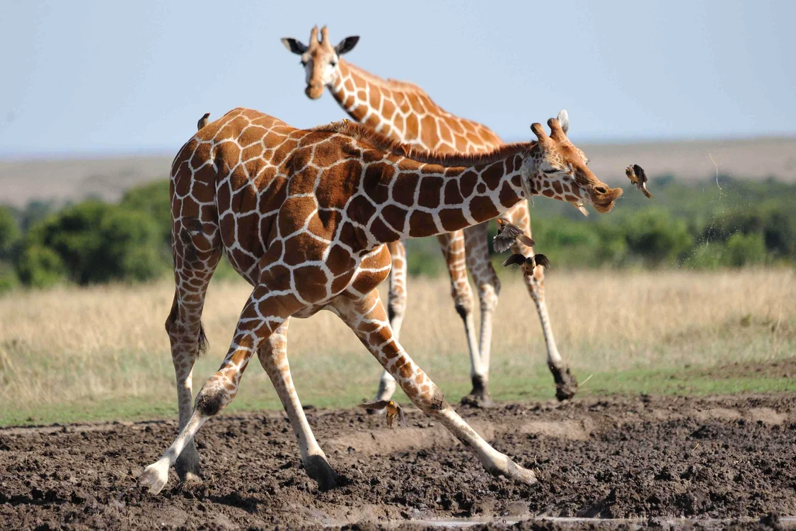 Oxpecker fac eforturi să evite jeturile FOTO Mercury Press