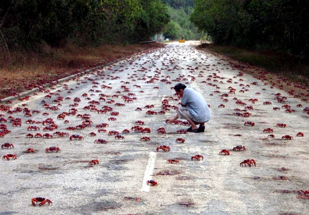 Unul din cele mai spectaculoase migrații o reprezintă drumul crabului roșu din Insula Crăciunului (Christmas Island n.r)