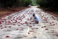 Unul din cele mai spectaculoase migrații o reprezintă drumul crabului roșu din Insula Crăciunului (Christmas Island n r) jpeg