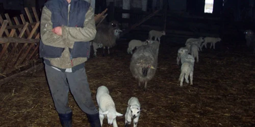 Ion Cosma este dezamăgit de faptul că miei nu sunt încă destul de mari