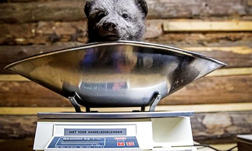 Expoziţia de fotografie «#3Rusia – file din natură» jpeg