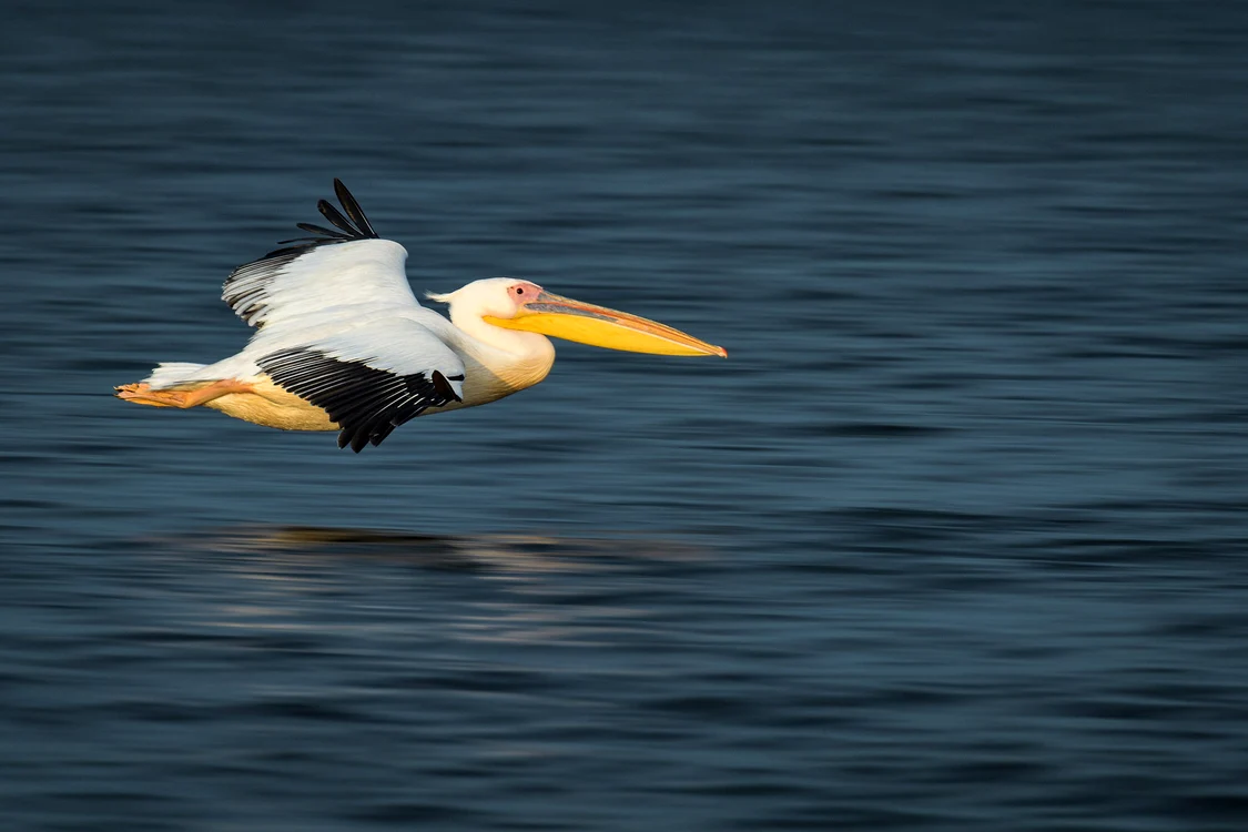 Pelican în perioada împerecherii. 