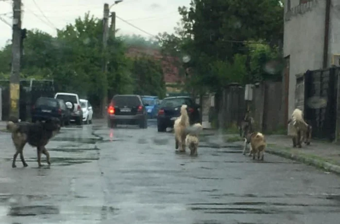 Maidanezii mişună pe străzile din cartierul Meteor                                                 FOTO: Facebook