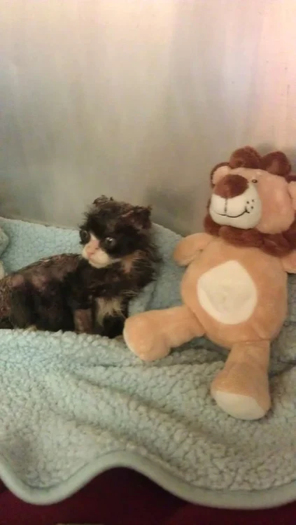 Justin (FOTO CATERS)