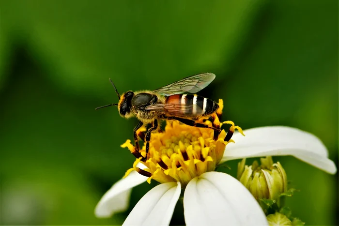 Albină FOTO Shutterstock