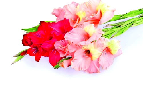 1 74238 original jpg jpeg