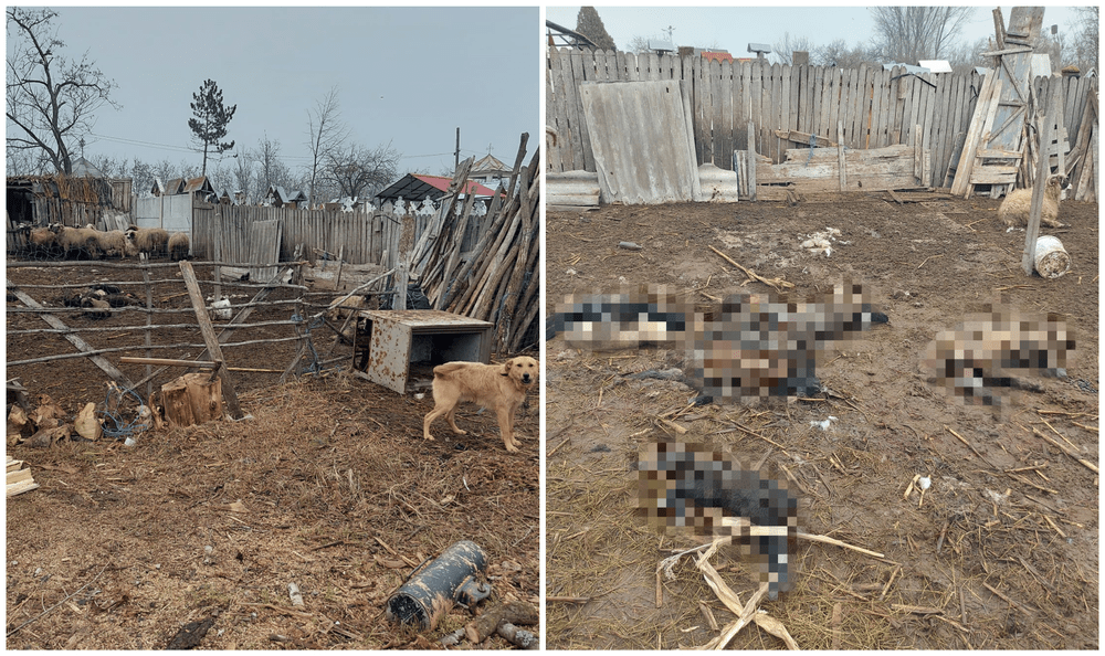 Șacalii au atacat în Dolj: „Au făcut prăpăd! Zbierau la 3 dimineața“