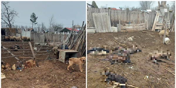 Șacalii au atacat în Dolj: „Au făcut prăpăd!“