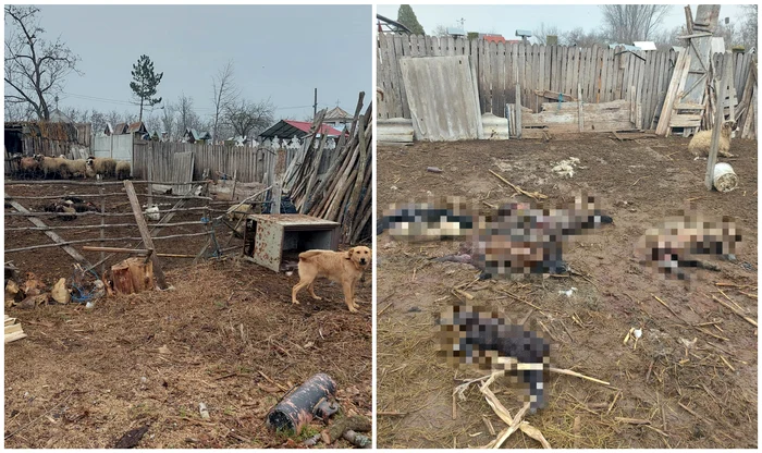 Șacalii au atacat FOTO Sorin Radu