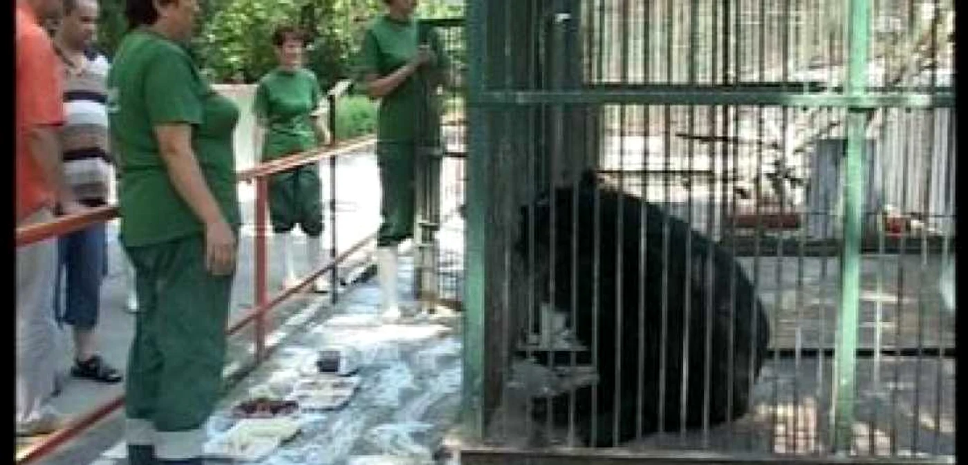 Ploieşti: Party la Zoo pentru cea mai bătrână ursoaică