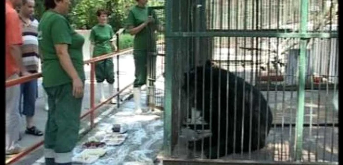 Ploieşti: Party la Zoo pentru cea mai bătrână ursoaică