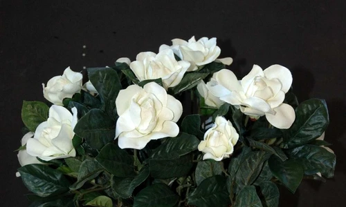 1 69112 original jpg jpeg