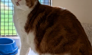 leo motan gras profimedia (2) jpg