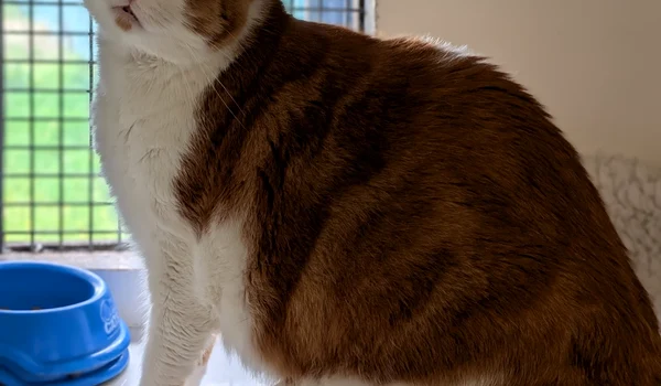 leo motan gras profimedia (2) jpg