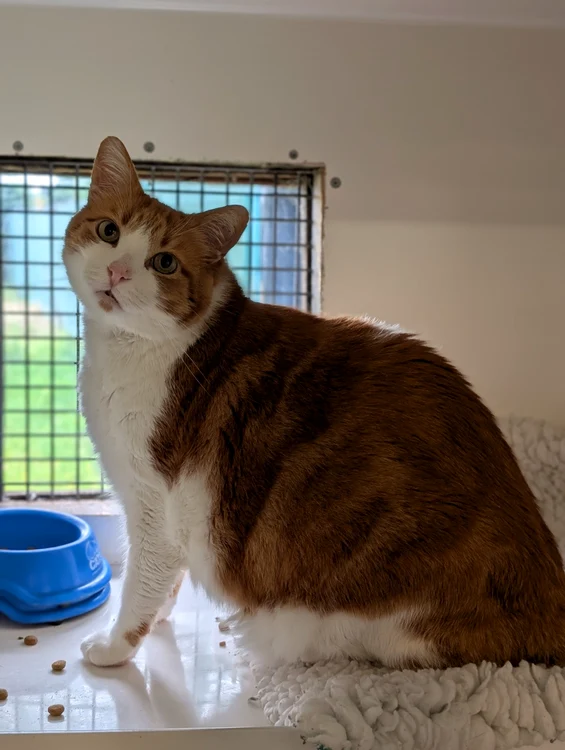 Leo își caută o familie care să-l ajute să slăbească (Foto: Profimedia)