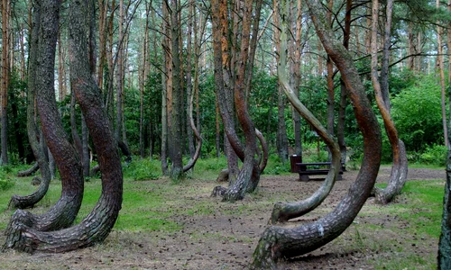 padurea stramba din polonia pixabay jpg