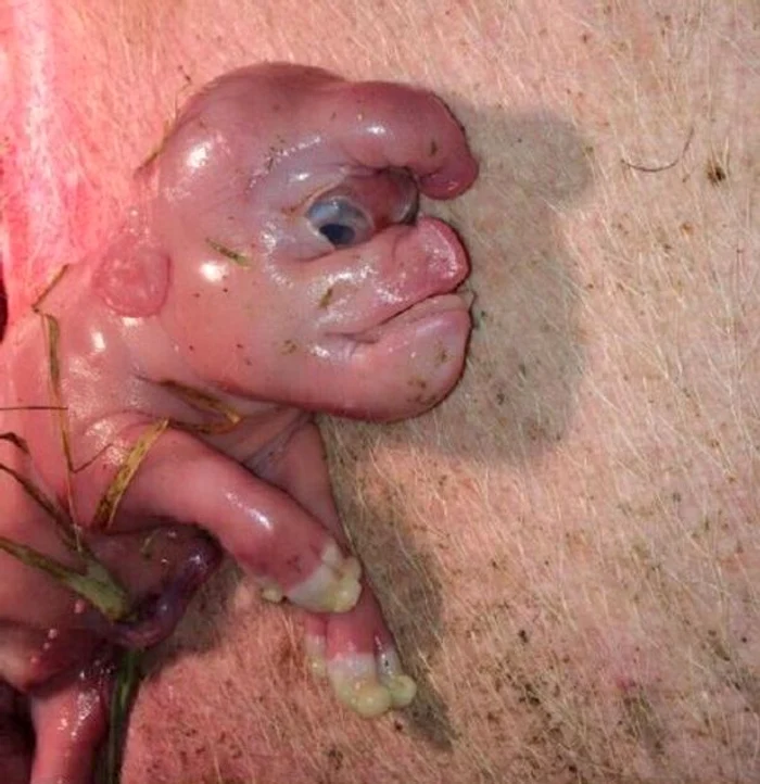 Animalul a ajuns foarte repede celebru datorită aspectului său fizic anormalFoto: Captură video