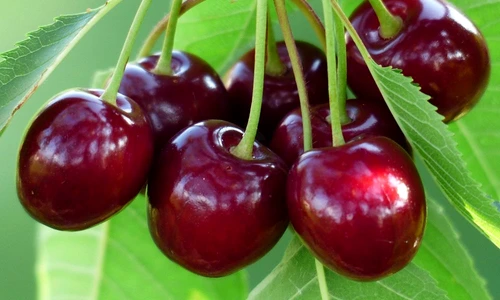 1 69387 original jpg jpeg