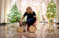 Willow, pisica de la Casa Alba adoptata de Jill Biden si Joe Biden The White House jpg