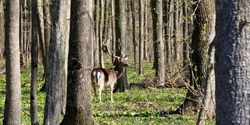 Cerb lopătar, în rezervația de la Bolovani. FOTO targovistelive.ro