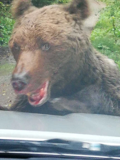 ”Animalul este agresiv, posibil să fie şi rănit”, au transmis jandarmii