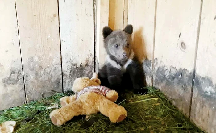 Animăluţul este îngrijit cu dragoste de specialiştii de la centrul de reabilitare