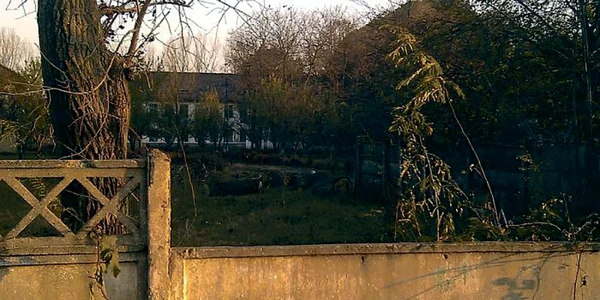 salcamibr