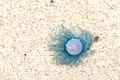 mare jpeg