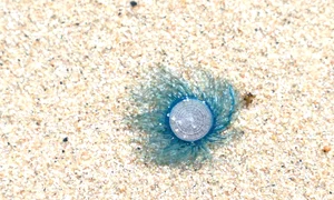 mare jpeg