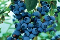 afin bluecrop 1000x1000 jpeg