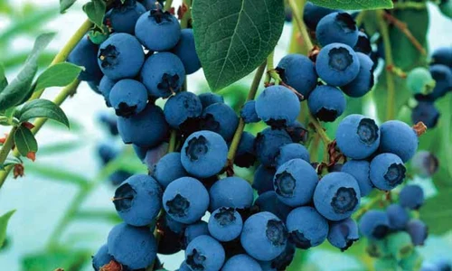 afin bluecrop 1000x1000 jpeg