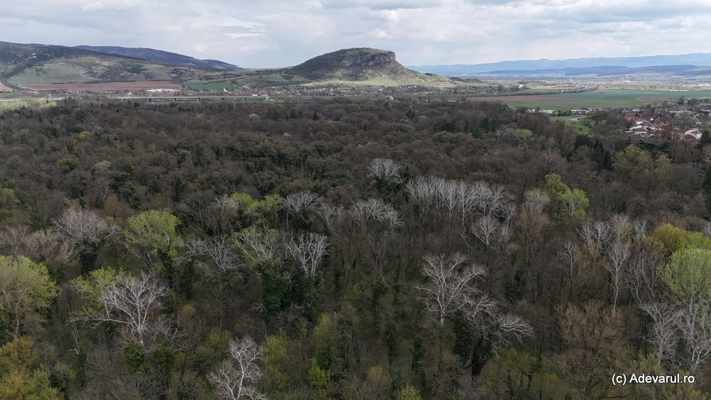 Cel mai exotic colț de pădure din România. Arboretumul din Simeria se trezește la viață în parfum de magnolii